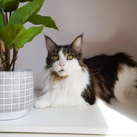 דירה Private - Fast Wi-fi - Pool *